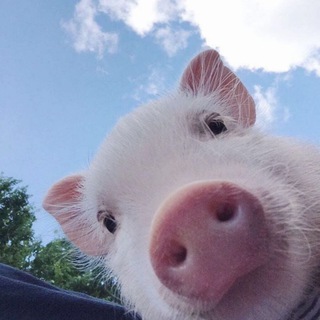 минипижики ♥️