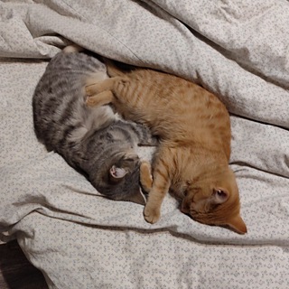 Репостмодерн