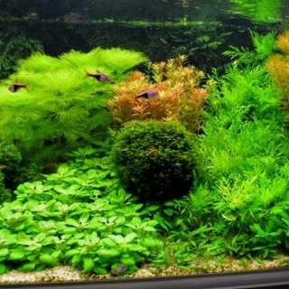 аквариумные растения Янгиабад Ташкент