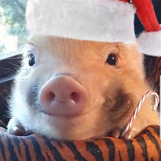 мышка таежник