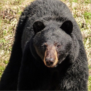 Мишки Медведи Медвежата