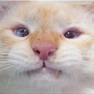 Миссия Выполнима