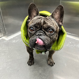 Жил-был Пёс