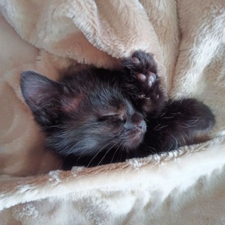 Мисти МУРысти | Смешные котики, коты, кошки, котята