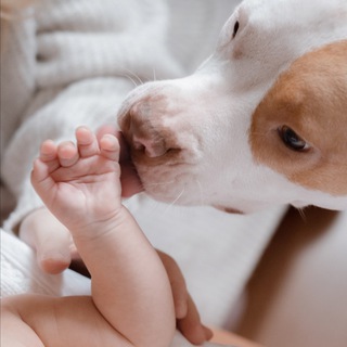 мы купили зоопарк