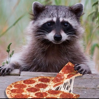 Угарный енот