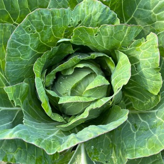 Мне так зелено 🪴🌿🌱🌵