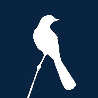 Пересмешник Пальмиры