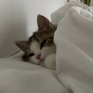 мод на новый тик ток