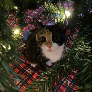 Мод на новый Тик Ток