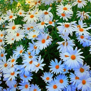 Мои цветики и все о цветах