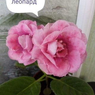 Мои любимые глоксинии