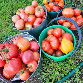 Моитоматики