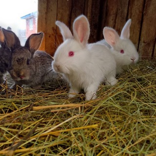 Салават | Молодой фермер🧑‍🌾