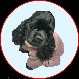 Monami_outfit ОДЕЖДА СПАНИЕЛЯМ