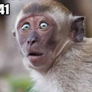 МОНКАЧ 🐒🦍🦧🌴