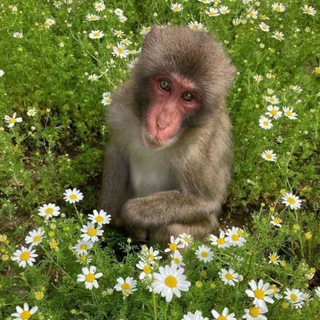 Гиф и стикеры с бибизянами🐒