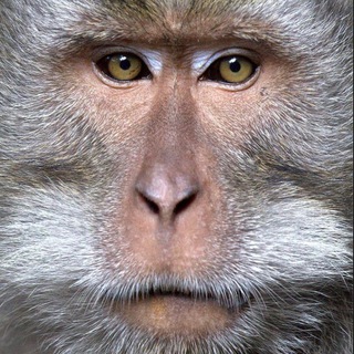 Обезьянки [Monkey] 🐒