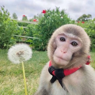 Обезьяны манки | гифки