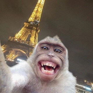 Обезьяны ГИФКИ БИБИЗЯНЫ ПРИКОЛЫ