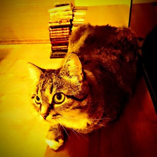 Лунные дни. Гороскопы