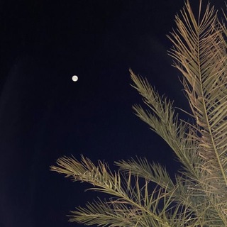 виноградная лоза