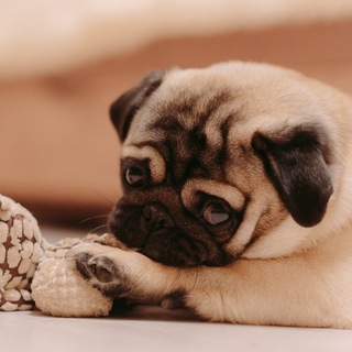 Мопс Маффин | Pug Maffin