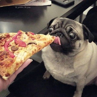 мопсек #ангел 🐶