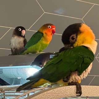 Шишка, Морковка и базовый Картофель