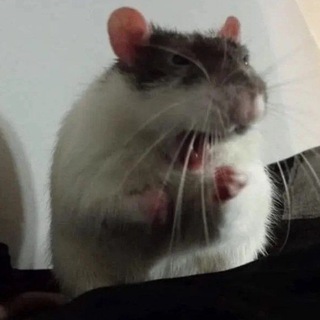 Озвучки от Али🐾