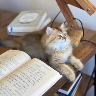 الدين الاسلام