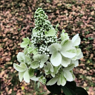 @Мой_цветоК