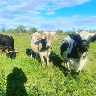 💥 Моя Деревня Онлайн! 🏡