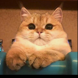 🎬 Видео канал 📹