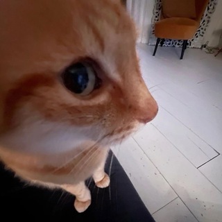 приключения репы