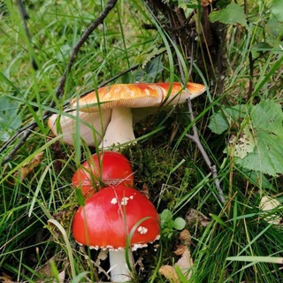 Настои мухомора и маклюры