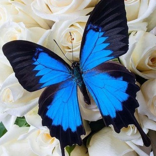 🦋Стихи Мысли Вдохновение🦋