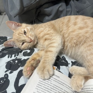 Мур-магия страниц🐱📖