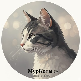🐈 МурКоты