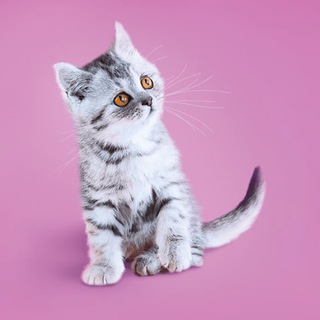 🌖 Мурстрим эро стримы