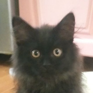 Мурзик правит