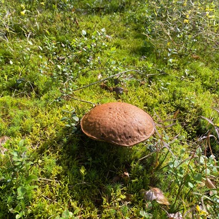 Тайны грибника