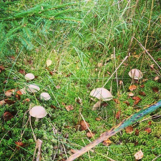 Грибы в Санкт-Петербурге и Ленинградской области