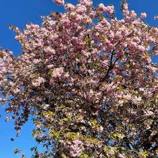 хаска.mp3 (hackydarky)