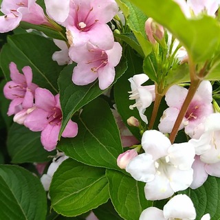 Мусульманка рассказывает...