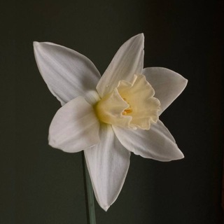 МУЗА ✿ цветы