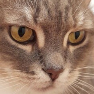 Бывалый Обыватель