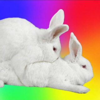 ra🅱️🅱️it hole