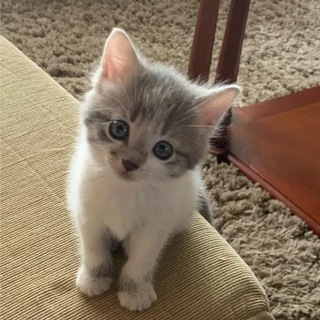 Любимый питомец