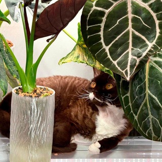 Растения из зеленой комнаты